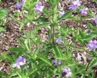 ruellia caroliniensis 2010.jpg